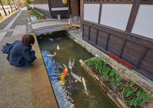 Karpe på Tonomachi-gaten, Tsuwano