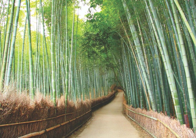 Arashiyama, Kyotos bambusskog 