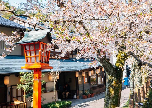 Kinosaki Onsen-landsbyen med kirsebærblomster om våren