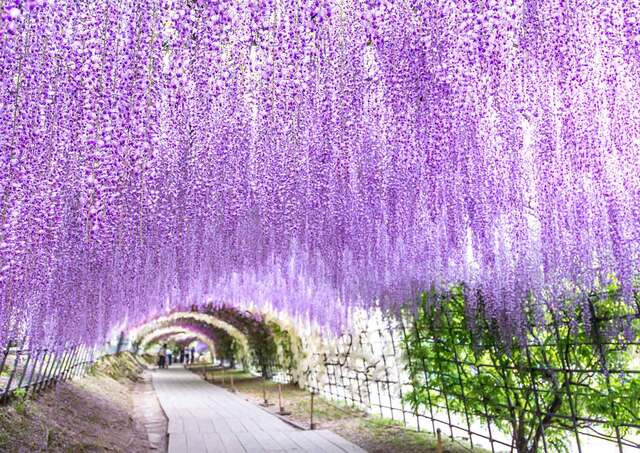 Tunnel av blåregn i Kawachi Fuji-hagen