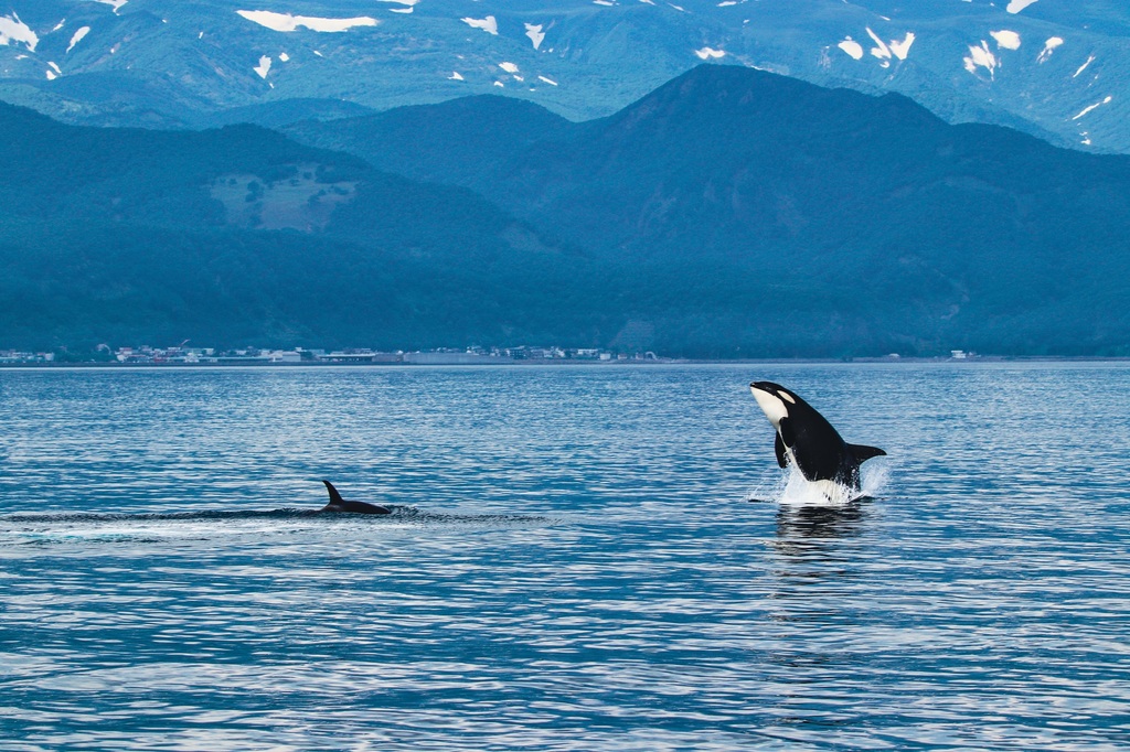 Spekkhogger, Shiretoko