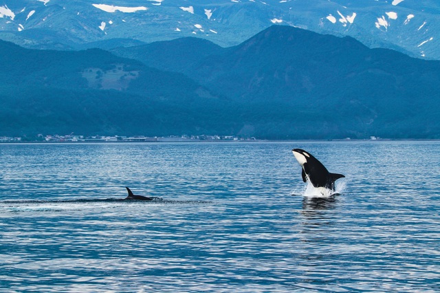 Spekkhogger, Shiretoko