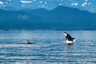 Spekkhogger, Shiretoko