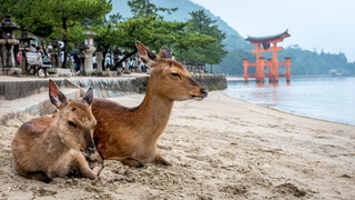 TTo hjorter sitter på kysten av Miyajima 