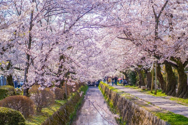 Filosofenes sti om våren, Kyoto