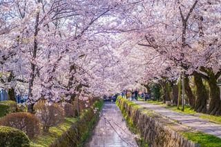 Filosofenes sti om våren, Kyoto