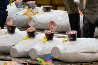 Tunfisk klargjort for auksjon