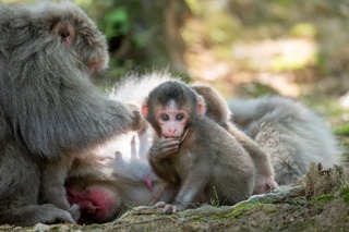 Apefamilie i Iwatayama apepark, Kyoto