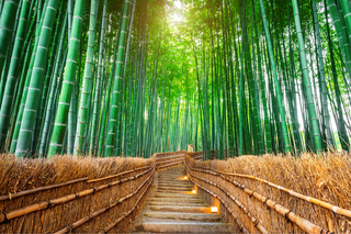 Bambusskog, Arashiyama