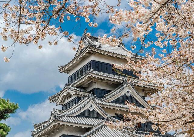 Matsumoto kirsebærblomstrer om våren