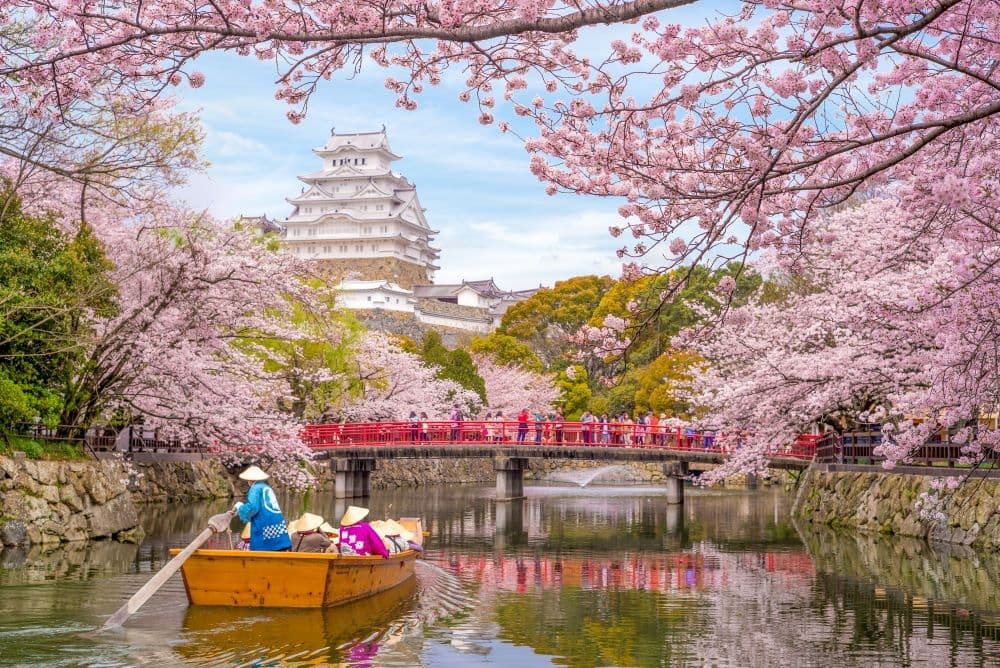Japan Himeji slott, White Heron Castle i vakker sakura kirsebærblomstringssesong