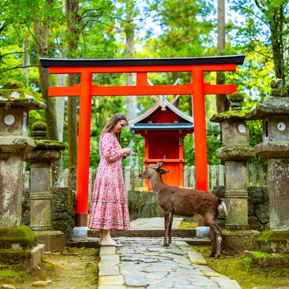 Turist som mater en voksen sikahjort i Nara Park, Japan, med en rød torii-port i bakgrunnen