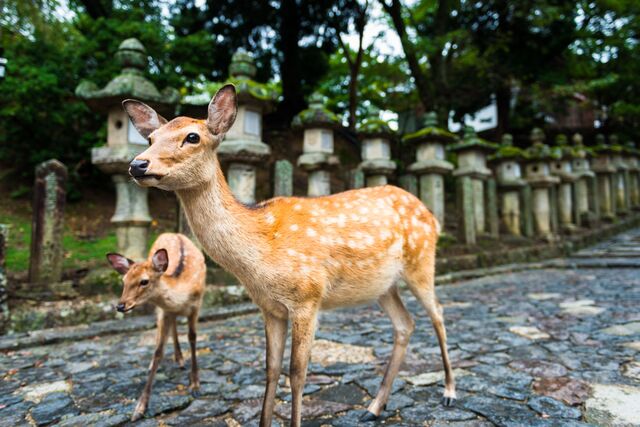 Nara-parken 