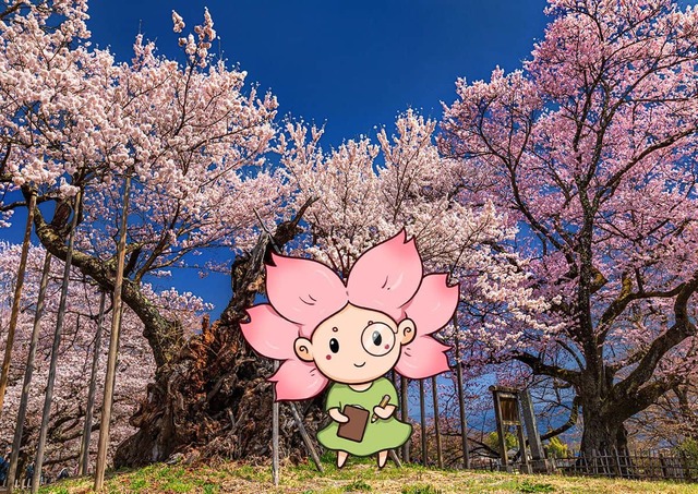 Mono-chan foran Jindai Zakura i Yamanashi, Japan
